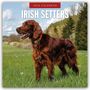 Red Robin: Irish Setters 2026 Square Wall Calendar, Buch