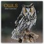 Gifted Stationery Co. Ltd: Owls - Eulen 2026 - 16-Monatskalender, KAL