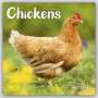 : Chickens - Hühner 2023 - 16-Monatskalender, KAL