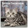 : British Shorthair Cats - Britische Kurzhaarkatzen 2021 - 16-Monatskalender, Div.