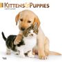 Browntrout: Kittens & Puppies 2025 12 X 24 Inch Monthly Square Wall Calendar Foil Stamped Cover Plastic-Free, Kalender