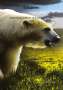 Jonas Berger: Eisbären - Überleben in einer sich verändernden Welt, Buch