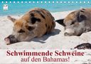 Elisabeth Stanzer: Schwimmende Schweine auf den Bahamas! (Tischkalender 2021 DIN A5 quer), KAL