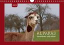 Angelika Keller: Alpakas - liebenswert und schön (Wandkalender 2021 DIN A4 quer), Div.