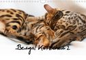 Sylke Enderlein - Bethari Bengals: Bengal Kätzchen 2 (Wandkalender 2022 DIN A4 quer), KAL