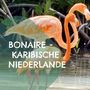 Text: "Bonaire - Karibische Niederlande". Zwei Flamingos stehen im Wasser, umgeben von Mangroven., Buch