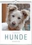 Vivendi Ars: Literarischer Hunde - Kalender 2026, KAL