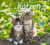 Katzen Bildkalender 2025, Kalender