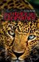 Andie Arndt: Das Herz des Leoparden, Buch