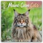 Plenty Gifts: Maine Coon Cats - Main Coon Katzen 2025 - 18-Monatskalender - Original Plenty Gifts-Kalender [Mehrsprachig] [Kalender], Kalender