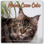 2027 Maine Coon Cats Kalender. Detailreiches Bild einer Maine Coon Katze mit grünen Augen., Kalender