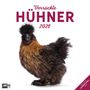 : Verrückte Hühner Broschürenkalender 2026 - 30x30 - Art12, KAL