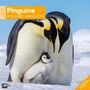 Pinguine Broschürenkalender 2026 - 30x30 - Art12, Kalender, Kalender