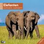 : Elefanten Broschürenkalender 2026 - 30x30 - Art12, KAL