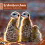 : Erdmännchen Broschürenkalender 2026 - 30x30 - Art12, KAL