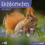 "Eichhörnchen", "SQUIRRELS", "ART12", "INKLUSIVE JAHRESPLANER 2027". Ein Eichhörnchen sitzt zwischen lila Blumen., Kalender