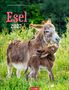 Esel 2027. Über Wiese spielende Eselmutter und Fohlen, umgeben von grünem Hintergrund., Kalender