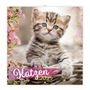 Trötsch Broschürenkalender Katzen 2025, Kalender