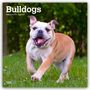 "Bulldogs 2026 16-Month Calendar." Ein fröhlicher Bulldoggenhund rennt über eine grüne Wiese, umgeben von Bäumen.