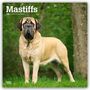 "Mastiffs", "2026 16-Month Calendar". Ein großer, heller Hund steht auf grünem Gras, umgeben von Bäumen., Kalender