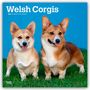 Browntrout Publishers: Welsh Corgis - Welsh Corgi 2026 - 16-Monatskalender, Kalender, Kalender