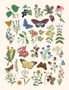 Illustration von bunten Schmetterlingen, verschiedenen Blumen und Pflanzen in natürlicher Darstellung.