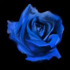 Es gibt keine Texte. Eine blaue Rose vor schwarzem Hintergrund in einem kunstvollen, gemäldeartigen Stil.
