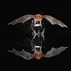 Ein präziser Moment: Eine Fledermaus fliegt über Wasser, wirbelt Tropfen auf und spiegelt sich in der dunklen Oberfläche.