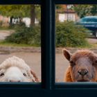 Zwei Schafe schauen neugierig durch ein Fenster. Im Hintergrund sind unscharf ein Auto und Gebäude zu sehen.