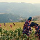 Frauen in bunten Kleidern arbeiten auf einem grünen Feld, umgeben von sanften Hügeln im Hintergrund.