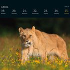 APRIL: 19. Montag, 20. Dienstag, 21. Mittwoch, 22. Donnerstag, 23. Freitag, 24. Samstag, 25. Sonntag. Ein Löwe in einer Wiese.