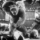 Keine erkennbaren Texte. Ein großer Gorilla in einer traditionellen Dorfkulisse aus einer Filmszene.