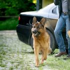 Auf der Papiertüte steht „Bäckerei Schmidt“. Ein Schäferhund läuft neben einem Mann mit Jeans vor einem schwarzen Auto.