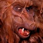 Ein Affe mit zotteligem braunen Fell zeigt die Zähne und schaut aggressiv nach rechts.