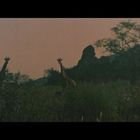 Keine sichtbaren Texte. Drei Giraffen stehen in einer Savannenlandschaft mit Bäumen und einem Felsen im Hintergrund.