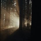 Sonnenlicht fällt durch hohe Bäume in einem dichten Wald und erzeugt zarte Lichtstrahlen im Nebel.