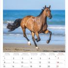 Kalender für Februar 2027, mit einem galoppierenden braunen Pferd am Strand.