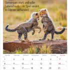 Text: „Gemeinsam stark und voller Lebensfreude – im Spiel vereint, im Herzen verbunden!“ Zwei spielende Gepardenjunge.