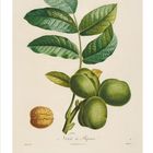 „Noix à Bijou?“ auf einem botanischen Druck. Grüne Blätter und Walnüsse auf einem Zweig, unten die Zahl 02.