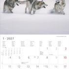 Kalenderblatt Januar 2027. Drei Wölfe laufen spielerisch über Schnee.