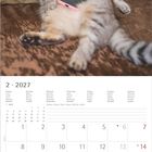 Kalender für Februar 2027. Eine graue Katze liegt entspannt mit einem Smartphone auf dem Bauch auf einem Sofa.