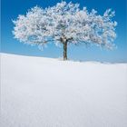 Kalenderblatt für den Monat Januar. Vereinzelter Baum mit Schneebedeckung vor klarem blauen Himmel, darunter Schnee.