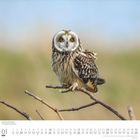 01 Sonntag
Eine Eule mit gelben Augen sitzt auf einem Ast. Der Hintergrund ist unscharf und zeigt natürliche Farben.