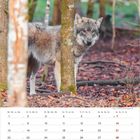 Ein Wolf steht im Wald, versteckt zwischen Bäumen. Darunter ist ein Kalender für Februar 2023.