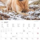Kalender für Januar 2027, Wochentage in mehreren Sprachen. Hund liegt auf schneebedecktem Boden.