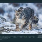 Kalenderseite Januar. Tage des Monats unten. Ein Schneeleopard streift durch verschneite Landschaft. Logo: GEO.