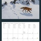 Kalenderseite: Januar in verschiedenen Sprachen. Bild: Fuchs im Schnee mit Fußspuren, schneebedeckte Berge im Hintergrund.