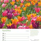 April/Mai, 17. Woche. Bei diesem Anblick gehen einem fast die Augen über... Tulpensorten bilden ein farbenfrohes Blumenmeer.