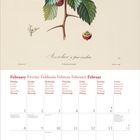 Kalenderblatt für Februar, Monats- und Wochentage in mehreren Sprachen. Illustration von roten Beeren und grünen Blättern.