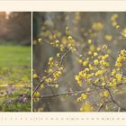 Text: "Februar 2027". Zwei Fotos: links Krokusse unter einem Baum, rechts blühende gelbe Zweige. Elegantes, ruhiges Design.